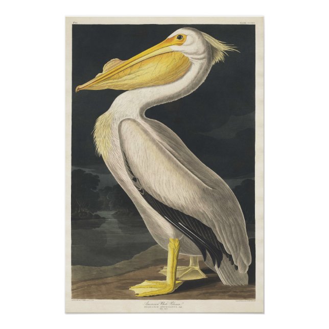 Poster Pélican blanc américain (Devant)