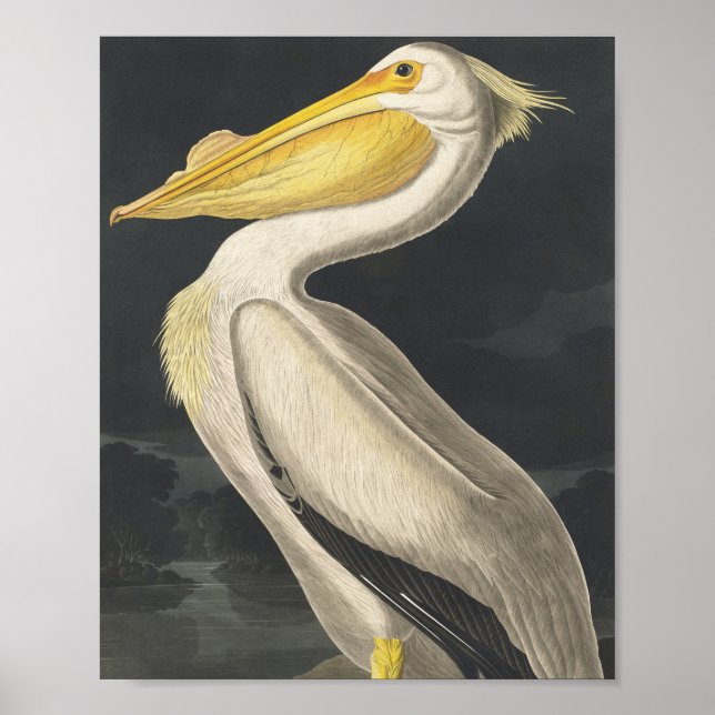 Poster Pélican blanc américain des oiseaux d'Amérique (Devant)