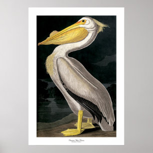 Poster Pélican blanc américain par John James Audubon