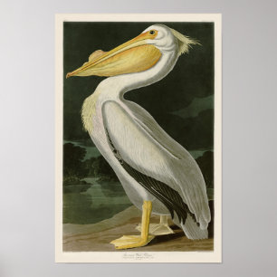 Poster Pélican blanc John James Audubon Oiseaux d'Amériqu