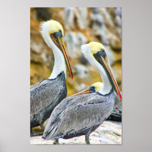 POSTER PELICAN BOGO COVE