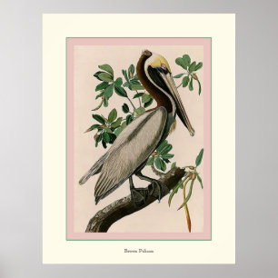 Poster Pélican Brown