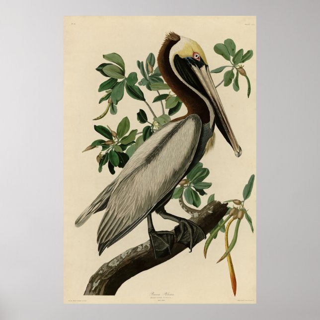 Poster Pélican Brown d'Audubon's Birds of America (Devant)