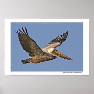 Poster Pélican Brown en vol