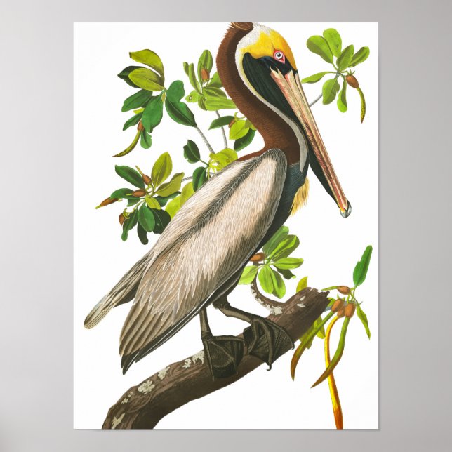 Poster Pélican Brown par John James Audubon (Devant)