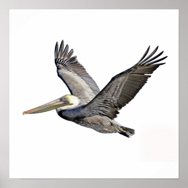 Poster Pélican clair (Devant)