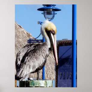 Poster Pélican de Miami
