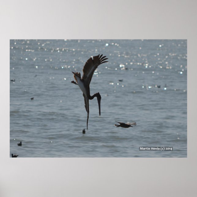 Poster Pélican de plongée (Devant)