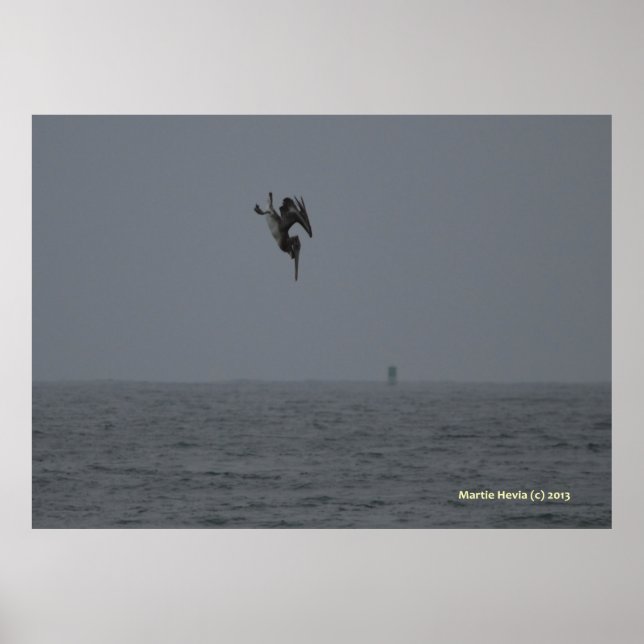 Poster Pelican Dives (Devant)