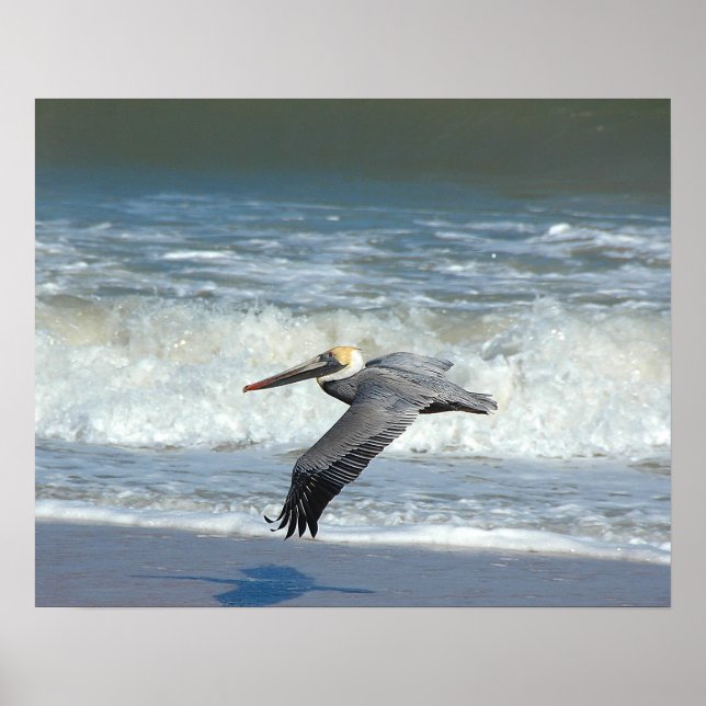 Poster Pélican en vol (Devant)