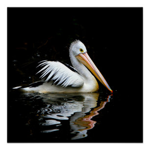 Poster Pélican, grand oiseau blanc,