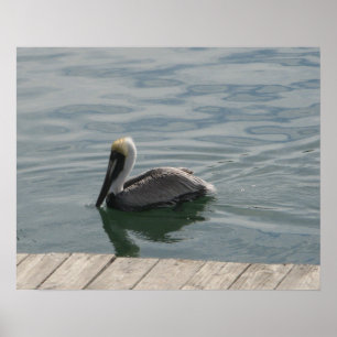 Poster Pélican nager dans l'eau
