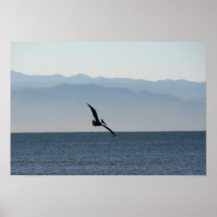 Poster Pelican Turning to Dive