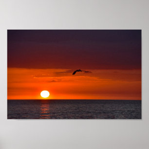 Poster Pélican volant au coucher du soleil
