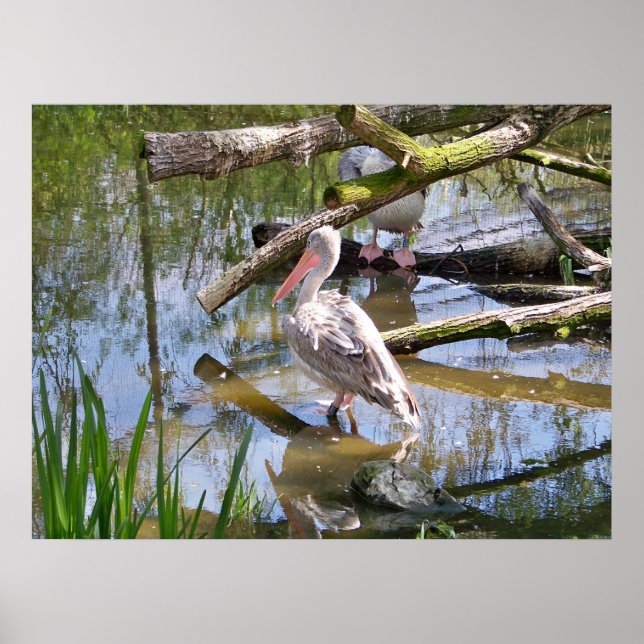 POSTER PÉLICANS (Devant)