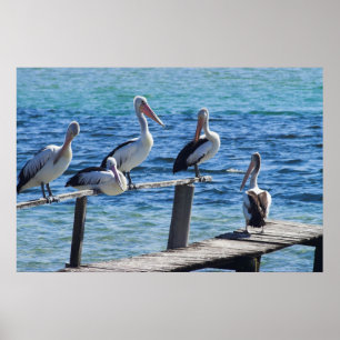 Poster Pélicans