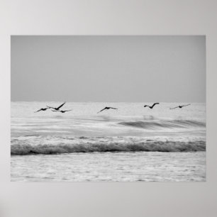 Poster Pélicans en vol