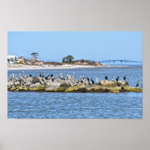 Poster Pélicans et cormorans et le pont de l'île Dauphin