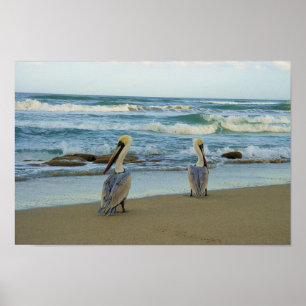 Poster Pelicans on Jensen Beach in Florida