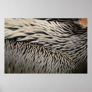 Poster Pélicans Plumes Nature Photographie