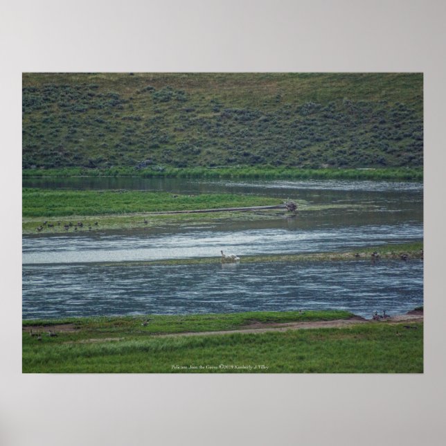 Poster Pélicans rejoignez l'Oie (Devant)