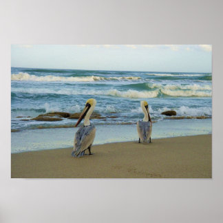 Poster Pélicans sur la plage de Jensen en Floride