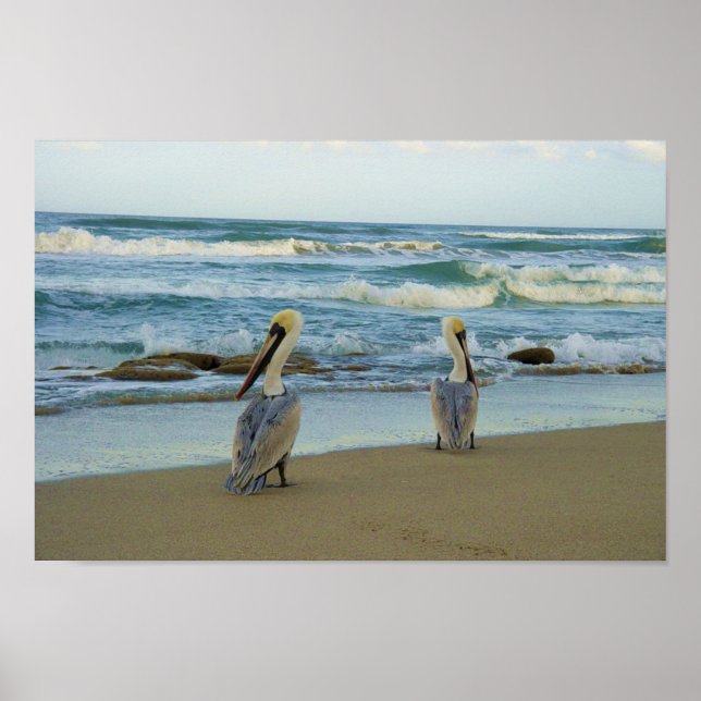 Poster Pélicans sur la plage de Jensen en Floride (Devant)