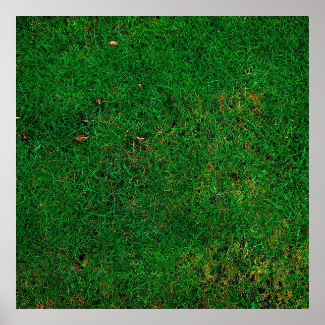 Poster Pelouse pâturage pâturage (Devant)