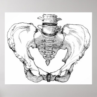 Poster Pelvis articulé