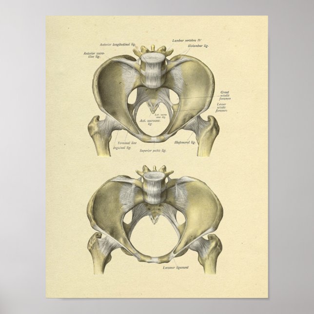 Poster Pelvis Lumbar Joint Anatomie Bones Imprimer (Devant)