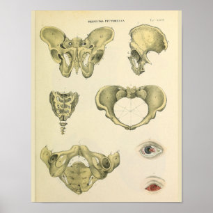 Poster Pelvis Pelvic Bones Anatomie Vintage Art Imprimer