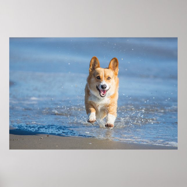 Poster Pembroke Welsh (Devant)