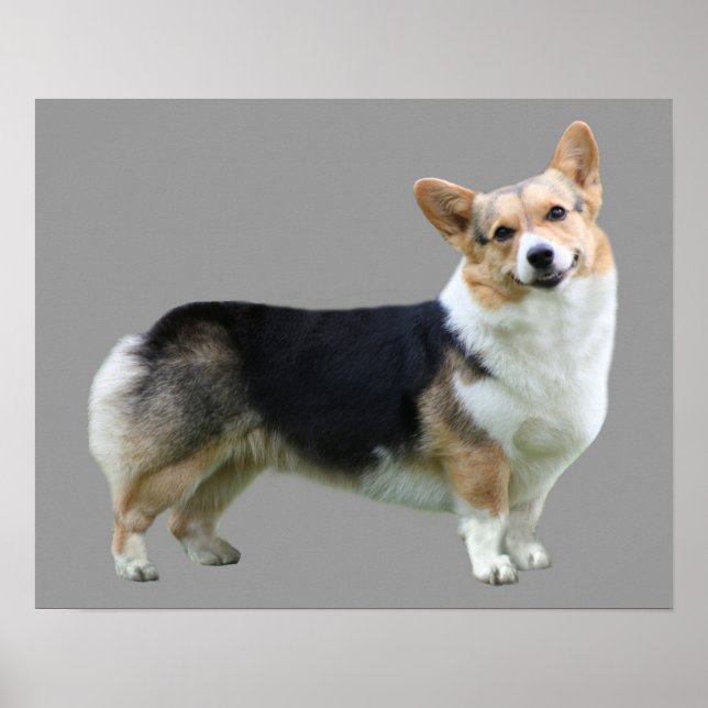 Poster Pembroke Welsh Corgi Imprimer (Devant)
