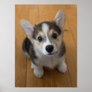 Poster Pembroke Welsh Corgi Puppy 3