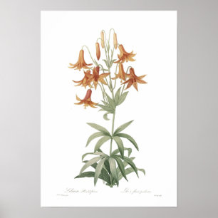 Poster Penduliflorum de Lilium