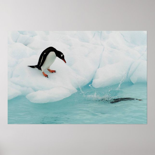 Poster Penguin (Devant)