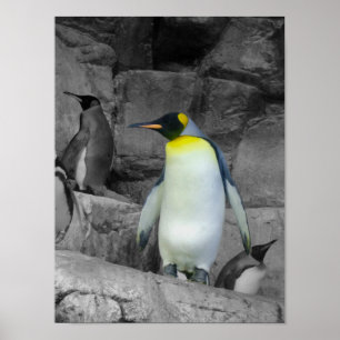 Poster Penguin