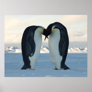 Poster Penguin Arctic Anniversaire Douche fête Amour Dest