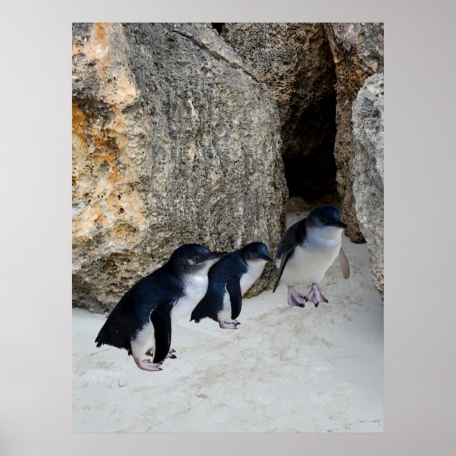Poster Penguin Beach House, (Devant)