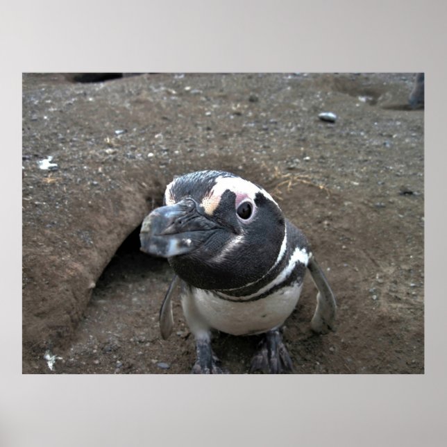 Poster Penguin Closeup (Devant)