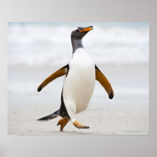 Poster Penguin Gentoo
