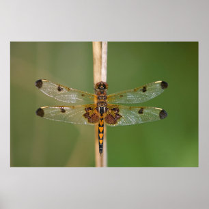 Poster Pennant calicot