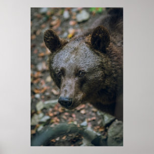 POSTER PENSÉES BÊTIÈRES