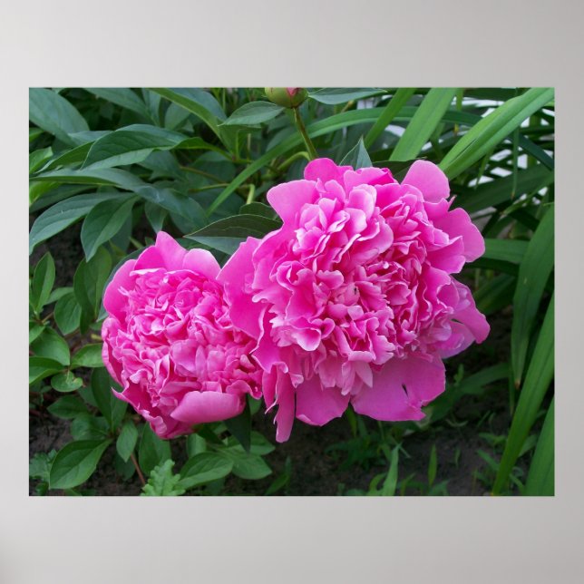 Poster Peonies (Devant)