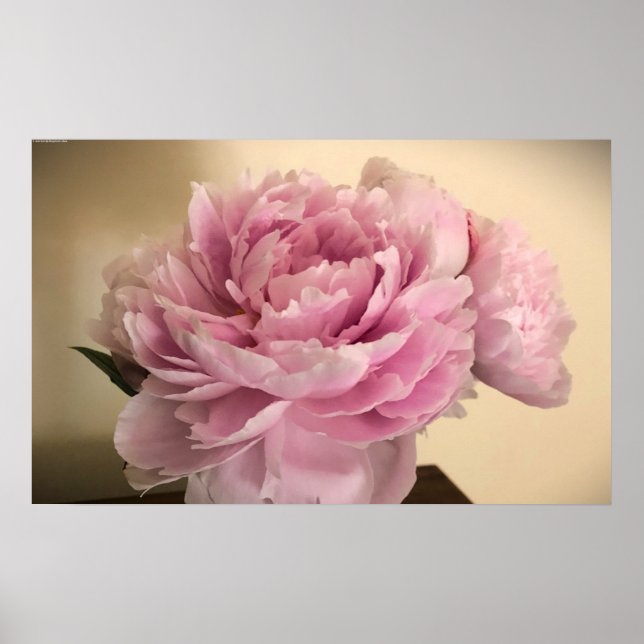 Poster Peony, (Devant)