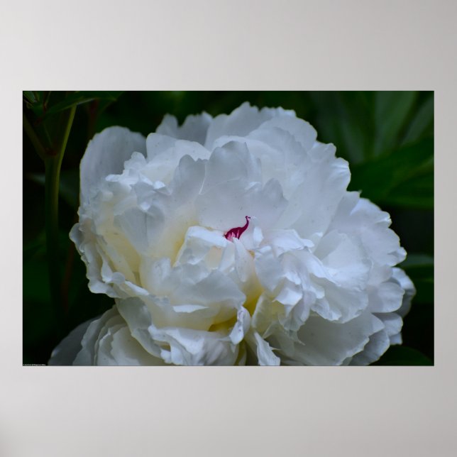 Poster Peony, (Devant)