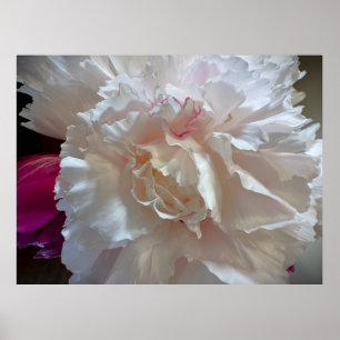 Poster Peony,