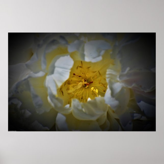 Poster Peony, (Devant)