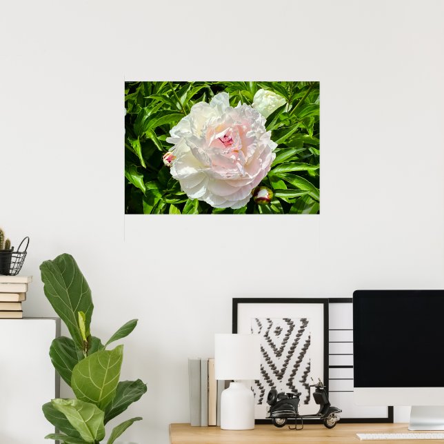 Poster Peony, (Bureau à domicile)