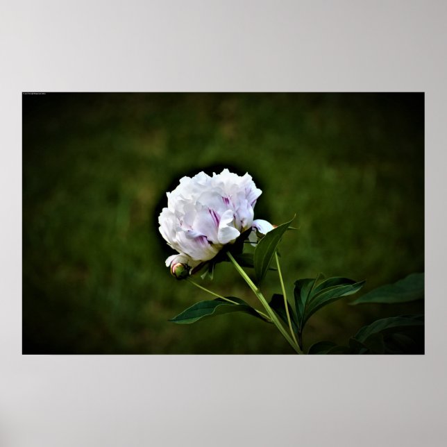 Poster Peony, (Devant)